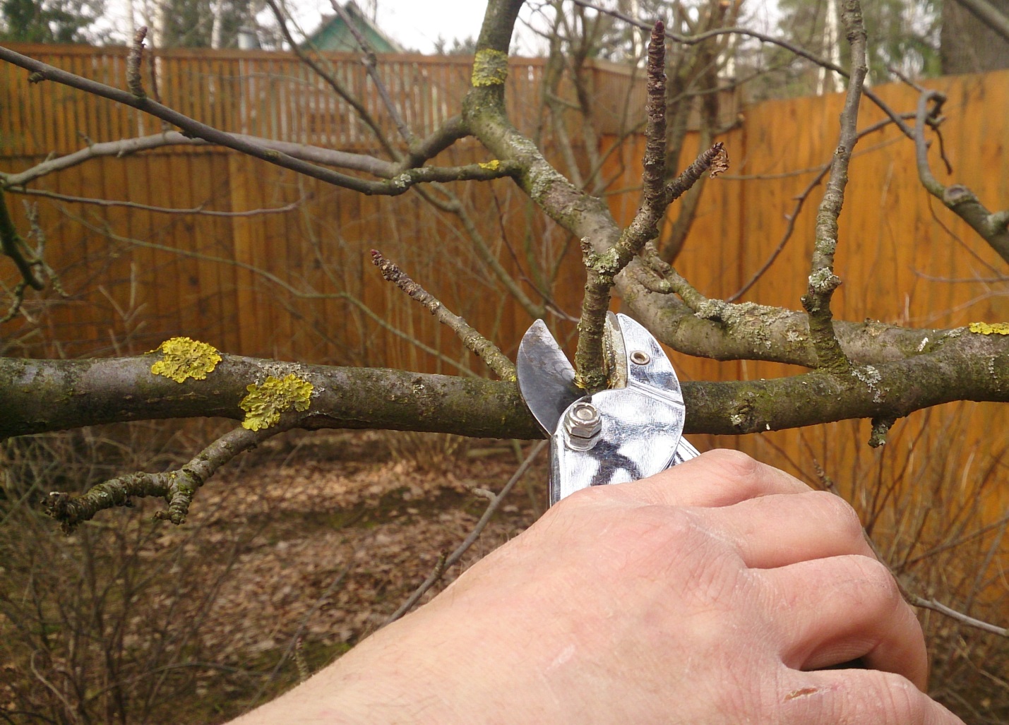 Как правильно самому обрезать деревья на даче, в саду