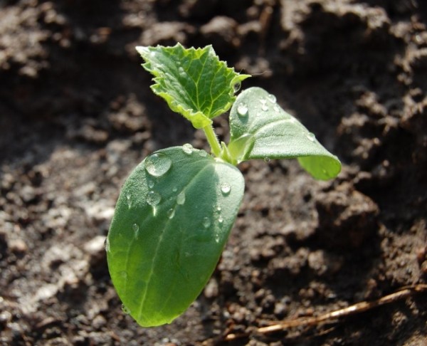 Апрель - время сажать огурцы: всё важное от обработки семян до досвечивания