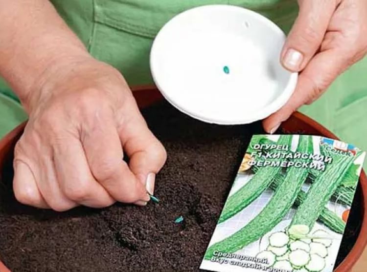 Апрель - время сажать огурцы: всё важное от обработки семян до досвечивания