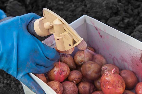 Благоприятные дни для посадки картофеля в 2019