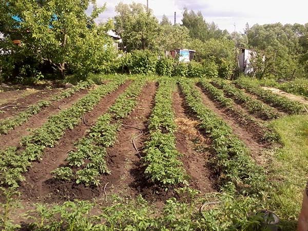 Благоприятные дни для посадки картофеля в 2019