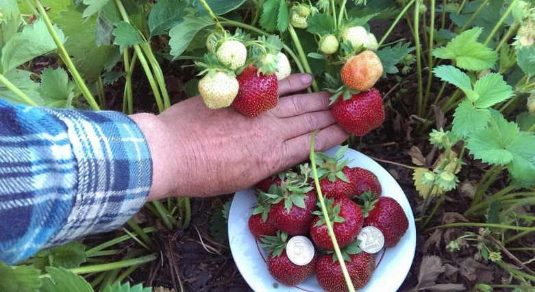 Чем подкормить клубнику во время плодоношения