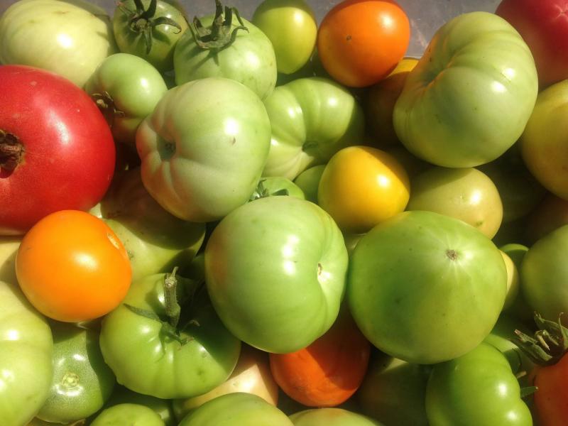 Что нужно сделать, чтобы помидоры краснели в теплице, апрельские задачи