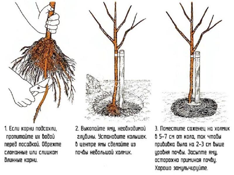 Дерево вишня: посадка и уход, фото, обрезка, прививка, описание