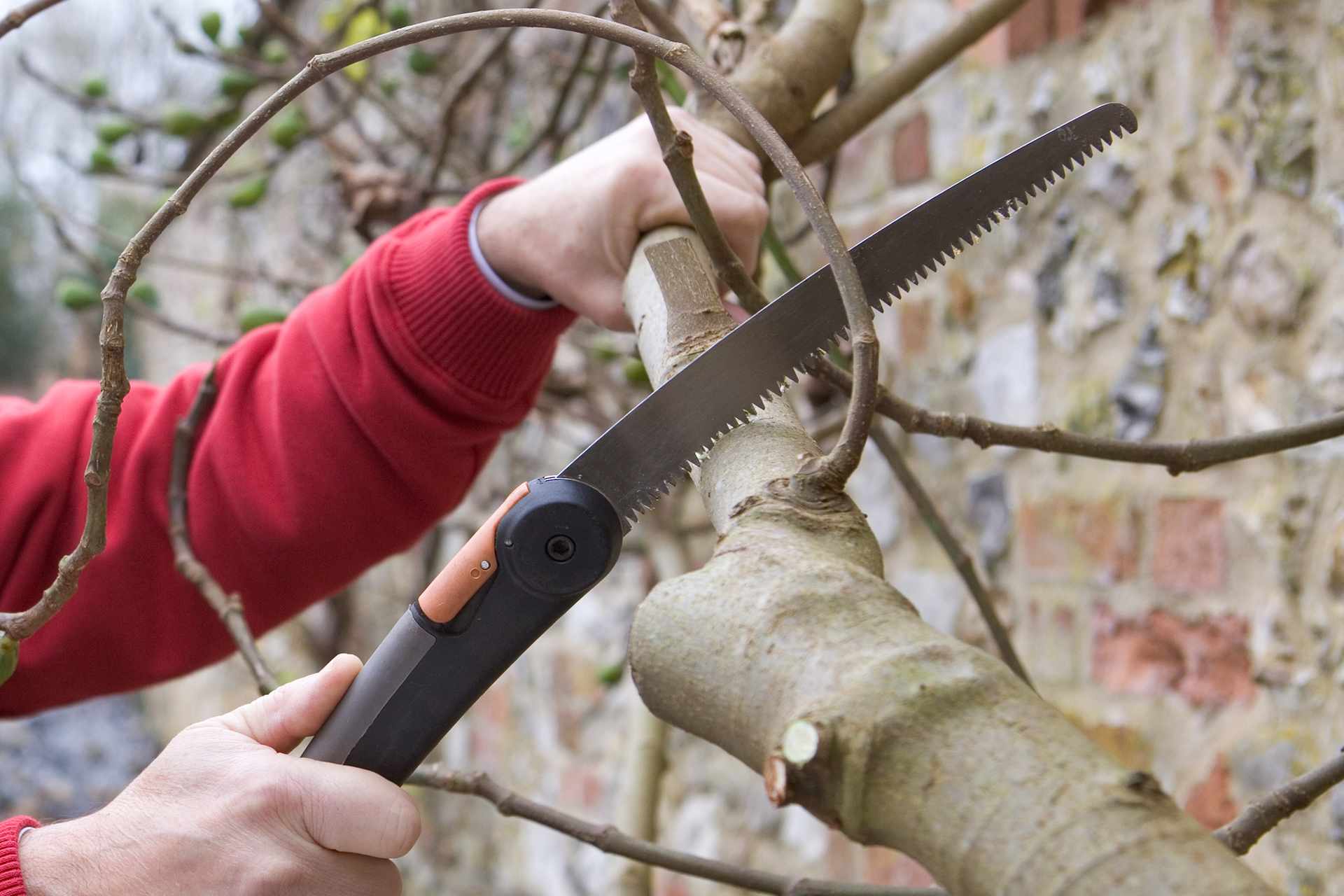 Как правильно обрезать плодовые деревья: осенью или весной