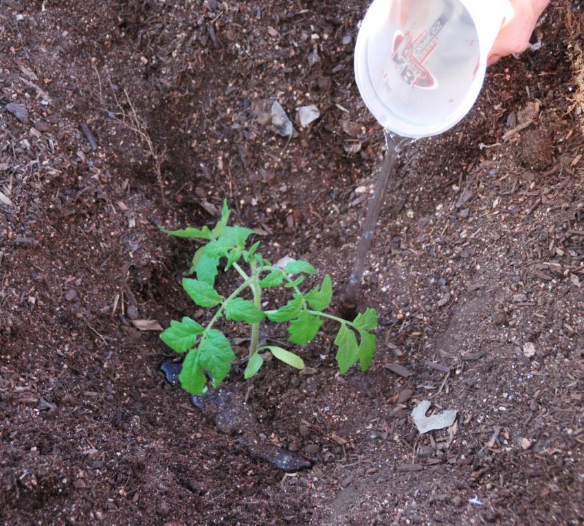 Как поливать рассаду помидоров после пикировки: правильный полив на каждом этапе