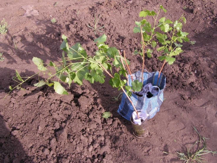 Как посадить виноград: пошаговая инструкция