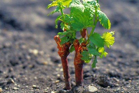 Как посадить виноград: пошаговая инструкция