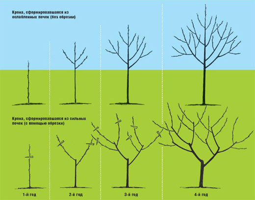 Как правильно обрезать плодовые деревья: осенью или весной