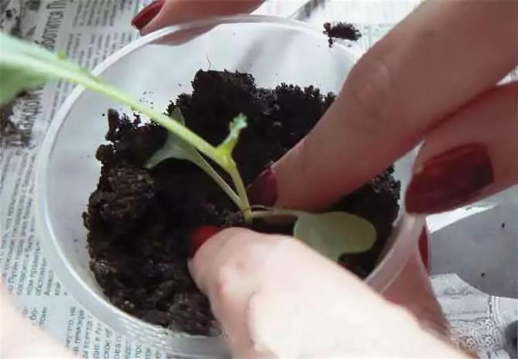 Как правильно пикировать рассаду капусты