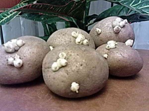 Как проращивают картофель для посадки: советы специалистов