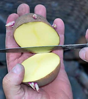 Как проращивают картофель для посадки: советы специалистов
