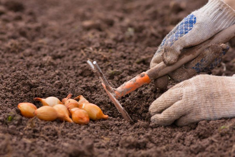 Как сажать лук правильно в 2019 году весной: важные этапы