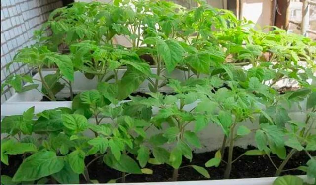 Как вырастить рассаду помидоров дома: подробная инструкция с календарём и уникальными методами
