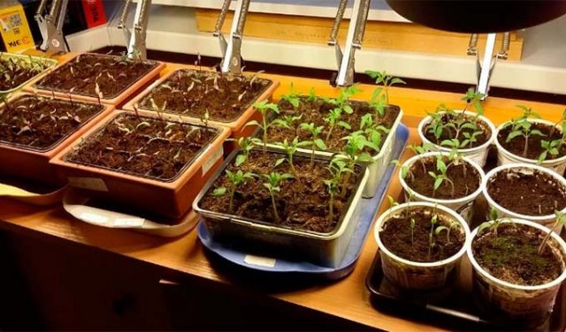 Как вырастить рассаду помидоров дома: подробная инструкция с календарём и уникальными методами