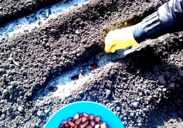 Когда сажать лук севок в открытый грунт: сроки