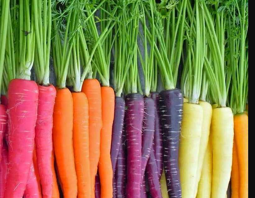 Как правильно сажать морковь: поэтапное описание процесса с нуля