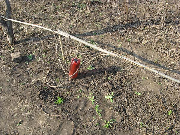 Обработка винограда весной 2019 - опасности апреля и методы