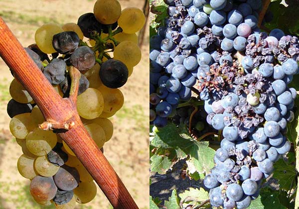 Обработка винограда весной 2019 - опасности апреля и методы