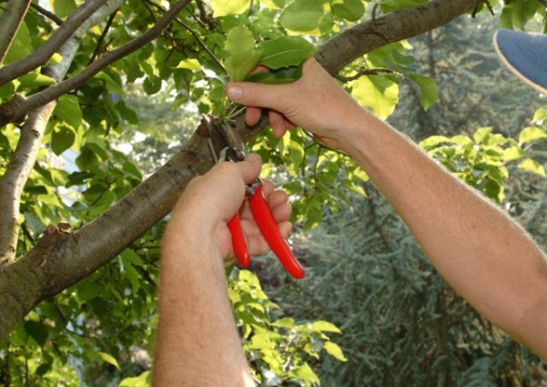Обрезка деревьев в саду: когда обрезать плодовые деревья, как правильно, сроки
