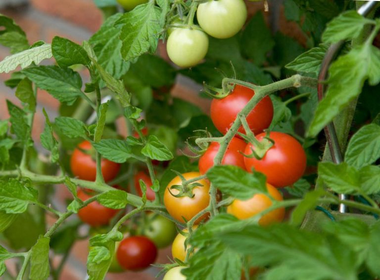Что нужно сделать, чтобы помидоры краснели в теплице, апрельские задачи