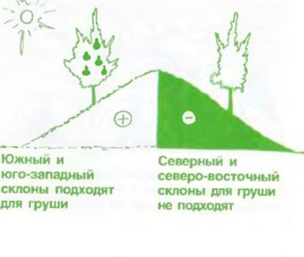 Посадка груши весной в разных регионах: пошаговое руководство