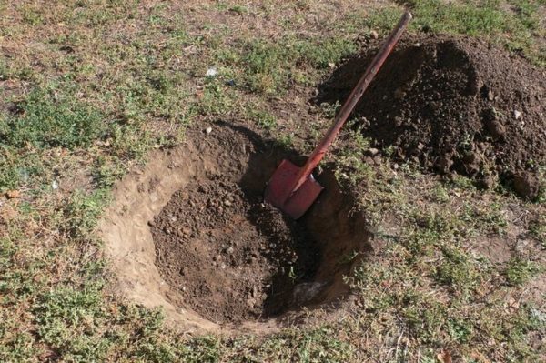 Посадка груши весной в разных регионах: пошаговое руководство