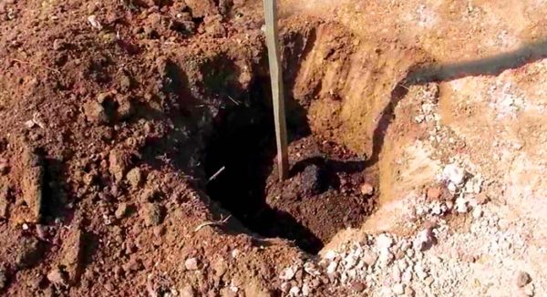 Посадка груши весной в разных регионах: пошаговое руководство