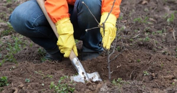 Посадка груши весной в разных регионах: пошаговое руководство