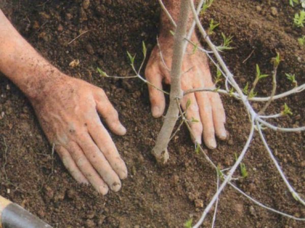 Посадка груши весной в разных регионах: пошаговое руководство