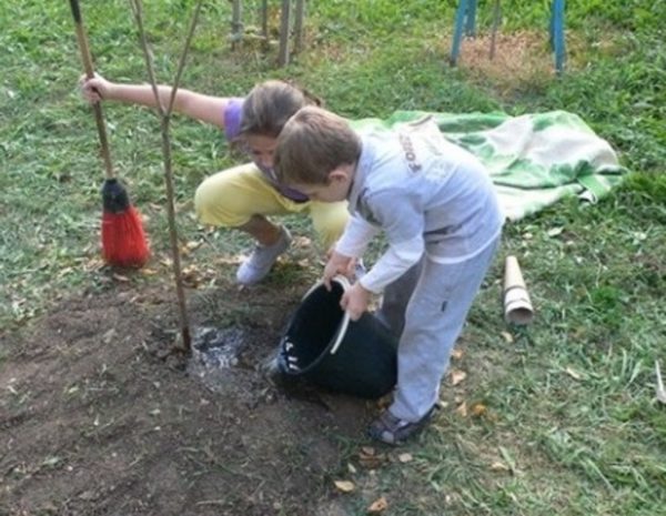 Посадка груши весной в разных регионах: пошаговое руководство