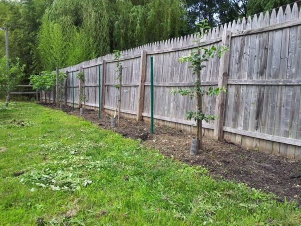 Посадка груши весной в разных регионах: пошаговое руководство
