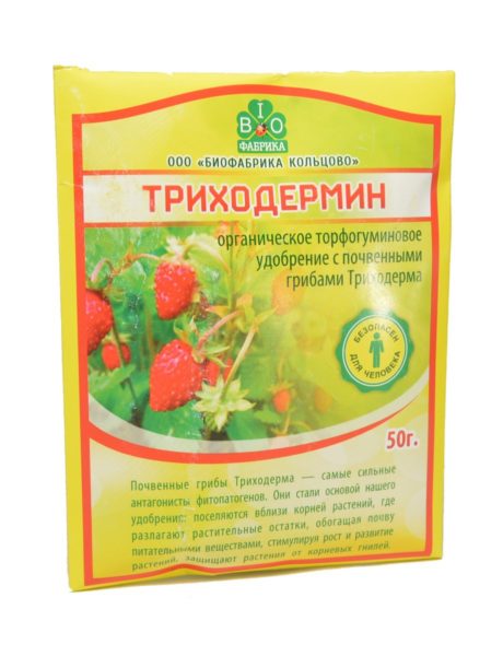 Посадка груши весной в разных регионах: пошаговое руководство