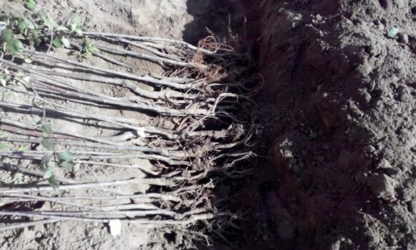 Посадка груши весной в разных регионах: пошаговое руководство