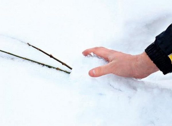 Посадка груши весной в разных регионах: пошаговое руководство