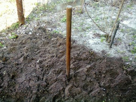 Посадка груши весной в разных регионах: пошаговое руководство
