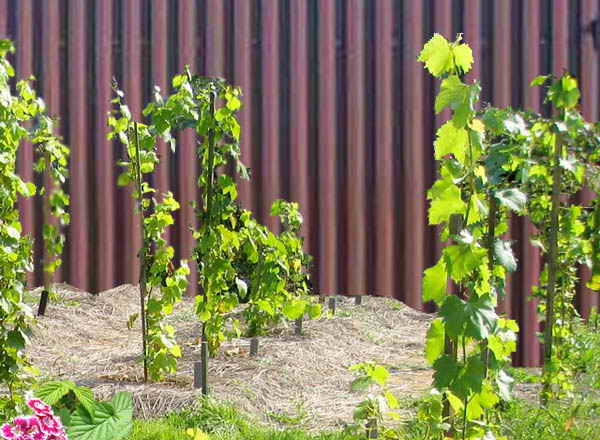 Правильная посадка винограда - залог хорошего урожая, правила ухода