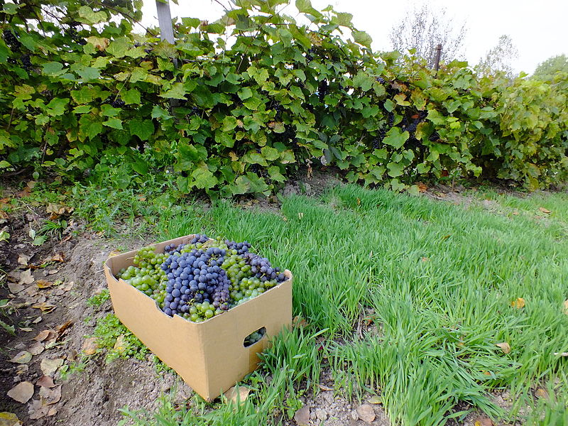 Правильная посадка винограда - залог хорошего урожая, правила ухода