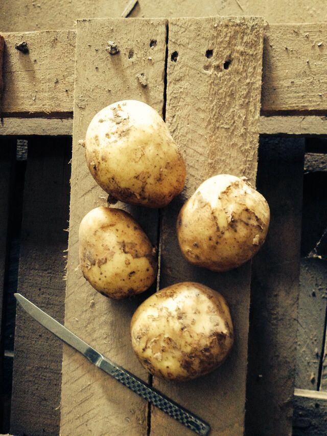 В поисках самого вкусного: находим идеальный сорт картофеля на посадку
