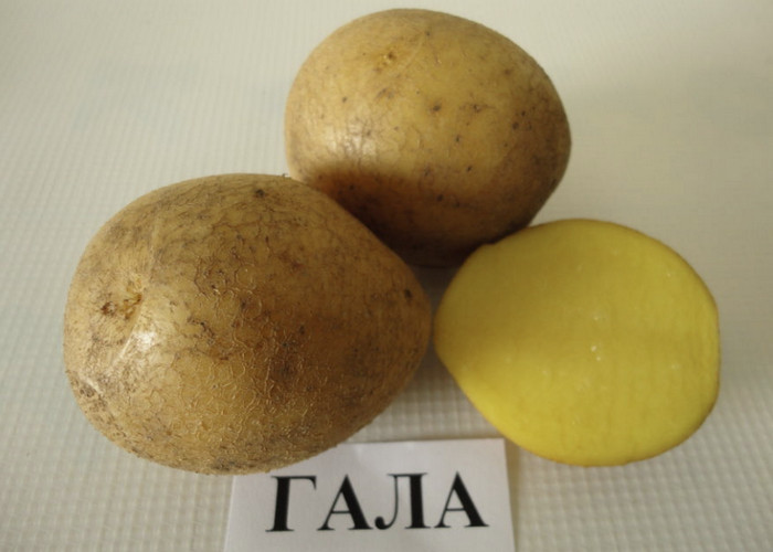 Выбираем лучшие сорта картофеля: особенности и региональные предпочтения
