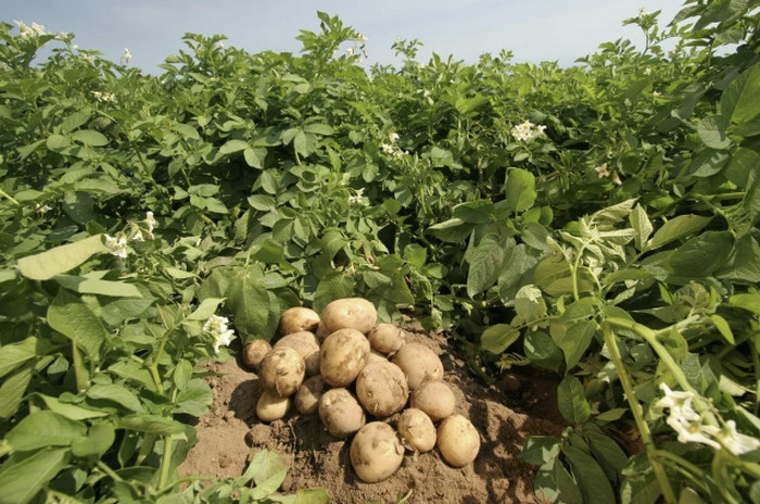 Выбираем лучшие сорта картофеля: особенности и региональные предпочтения