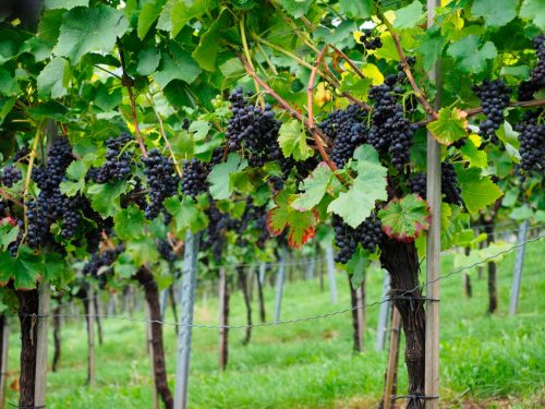 Как правильно обрезать зеленые молодые побеги винограда летом