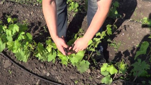 Как правильно обрезать зеленые молодые побеги винограда летом