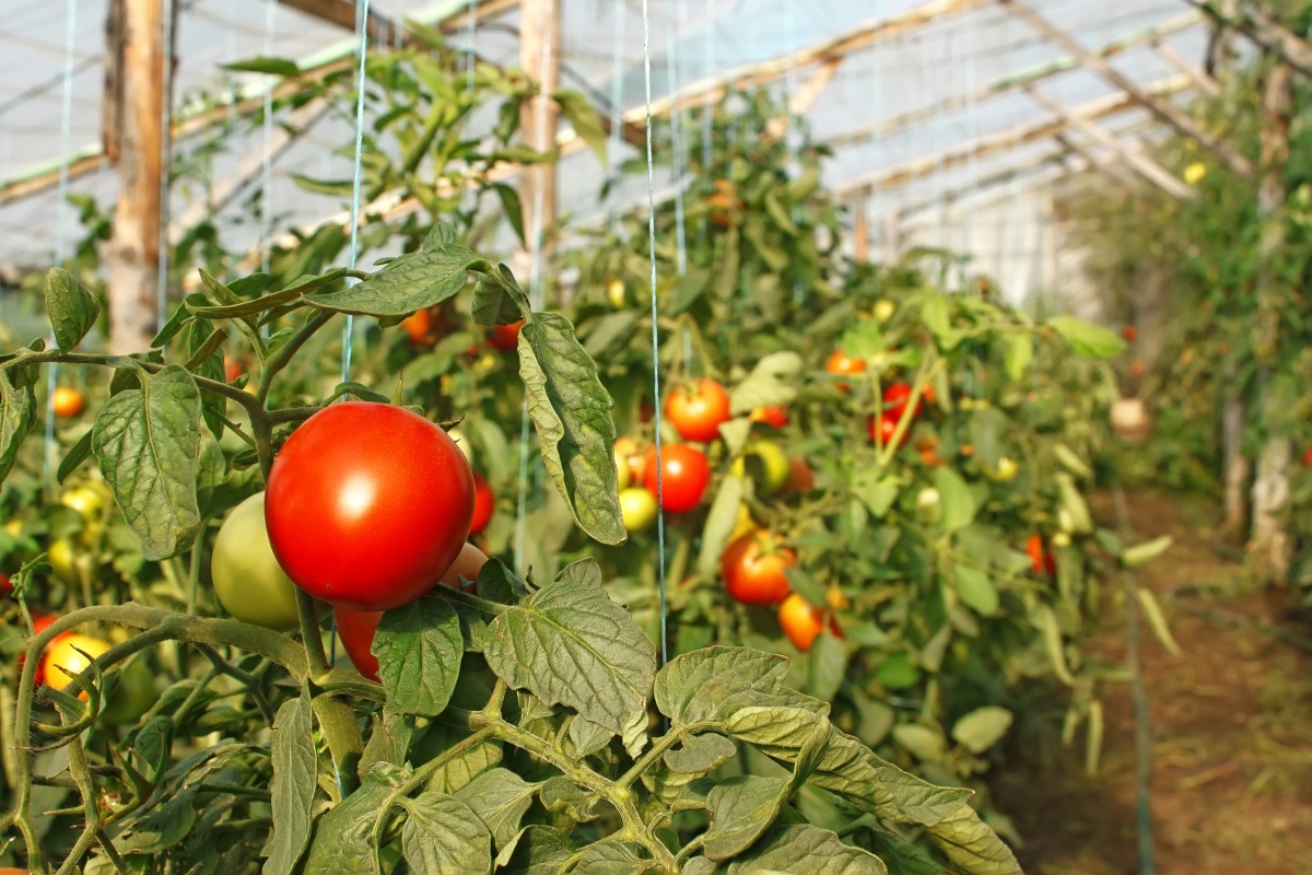 Хитрости дачника: какие удобрения вносить осенью под перекопку в теплице для помидор и огурцов