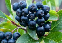 Найден натуральный продукт, убивающий коронавирус Найден натуральный продукт, убивающий коронавирус